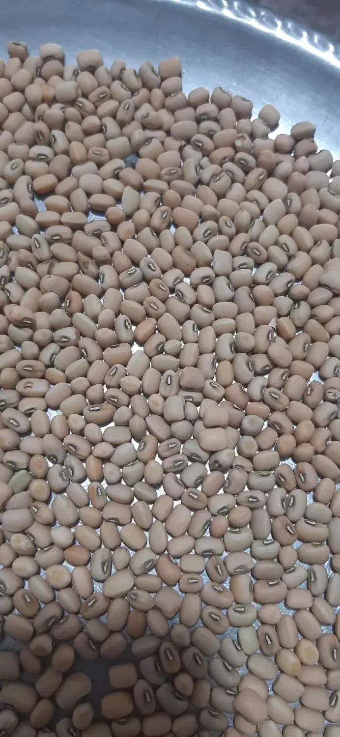 لوبیا آشی،لوبیا عربی،لوبیا محلی،لوبیا کشاورزی|خوردنی و آشامیدنی|کلاله, |دیوار