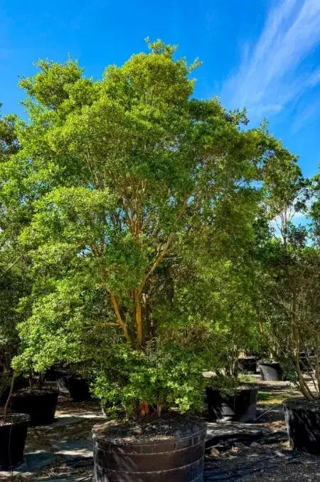 نهال انجیر معابد|گل و گیاه طبیعی|چابهار, |دیوار