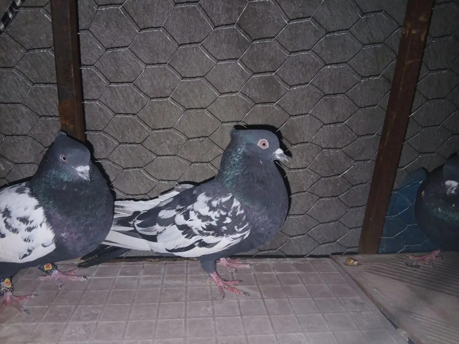 کفتر|پرنده|داراب, |دیوار