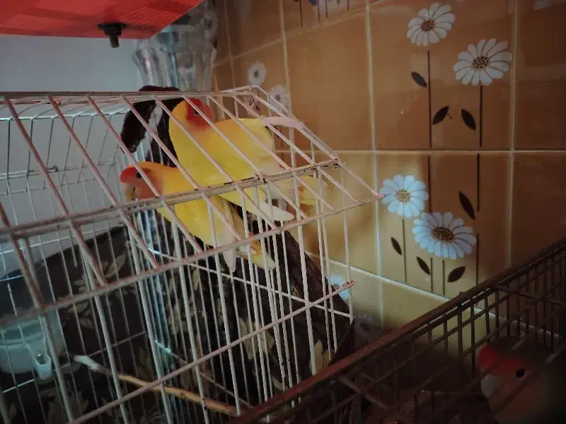 کوتوله نر|پرنده|نجف‌آباد, رجایی شمالی|دیوار