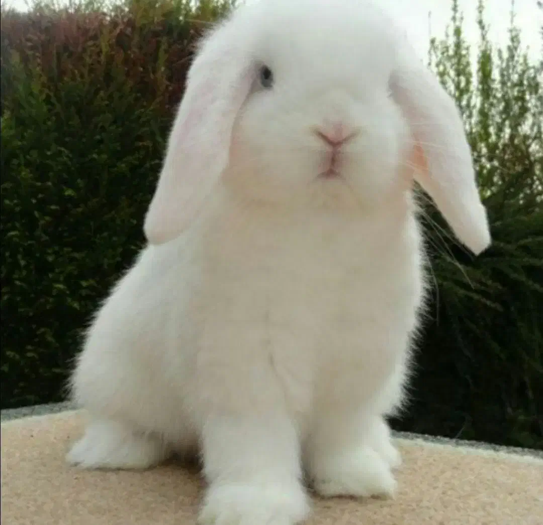 فروش انواع خرگوش مینیاتور ، لوپ ،جرسی واکسینه شده|موش و خرگوش|خرمآباد, |دیوار