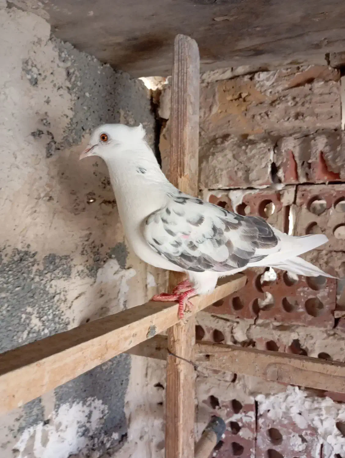 کفترپرشی|پرنده|باغستان, |دیوار