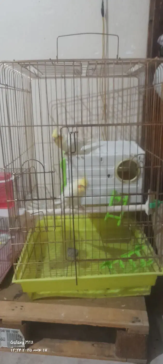 یک جفت عروس هلندی لوتینو کارداده|پرنده|پاکدشت, پاکدشت (مامازند)|دیوار