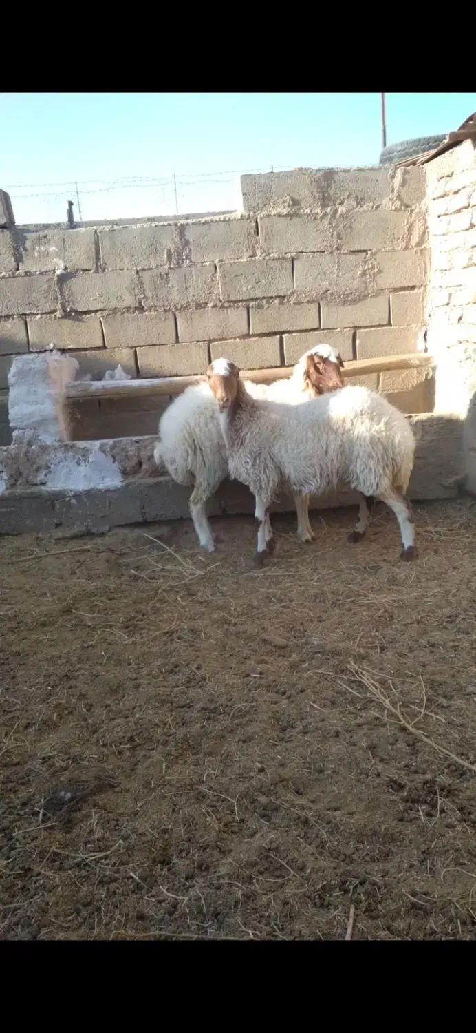 ۲رآس بزغاله پلنگی ماده خوشکل لنگ ۳قلوه|حیوانات مزرعه|فردوس (خراسان), |دیوار