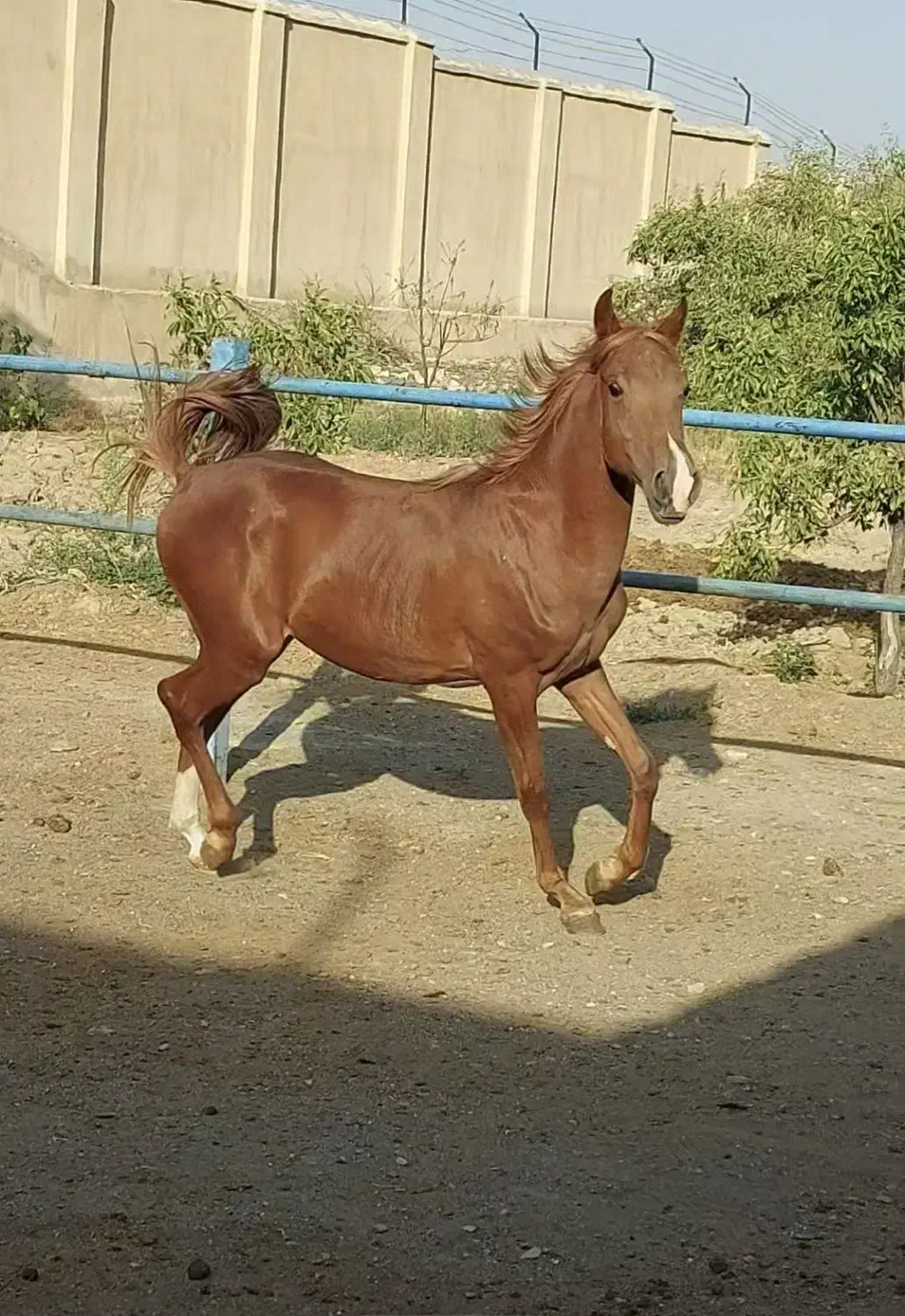 نریون سر و دمگیر کره سهیل حیدر|اسب و تجهیزات اسبسواری|خوانسار, |دیوار