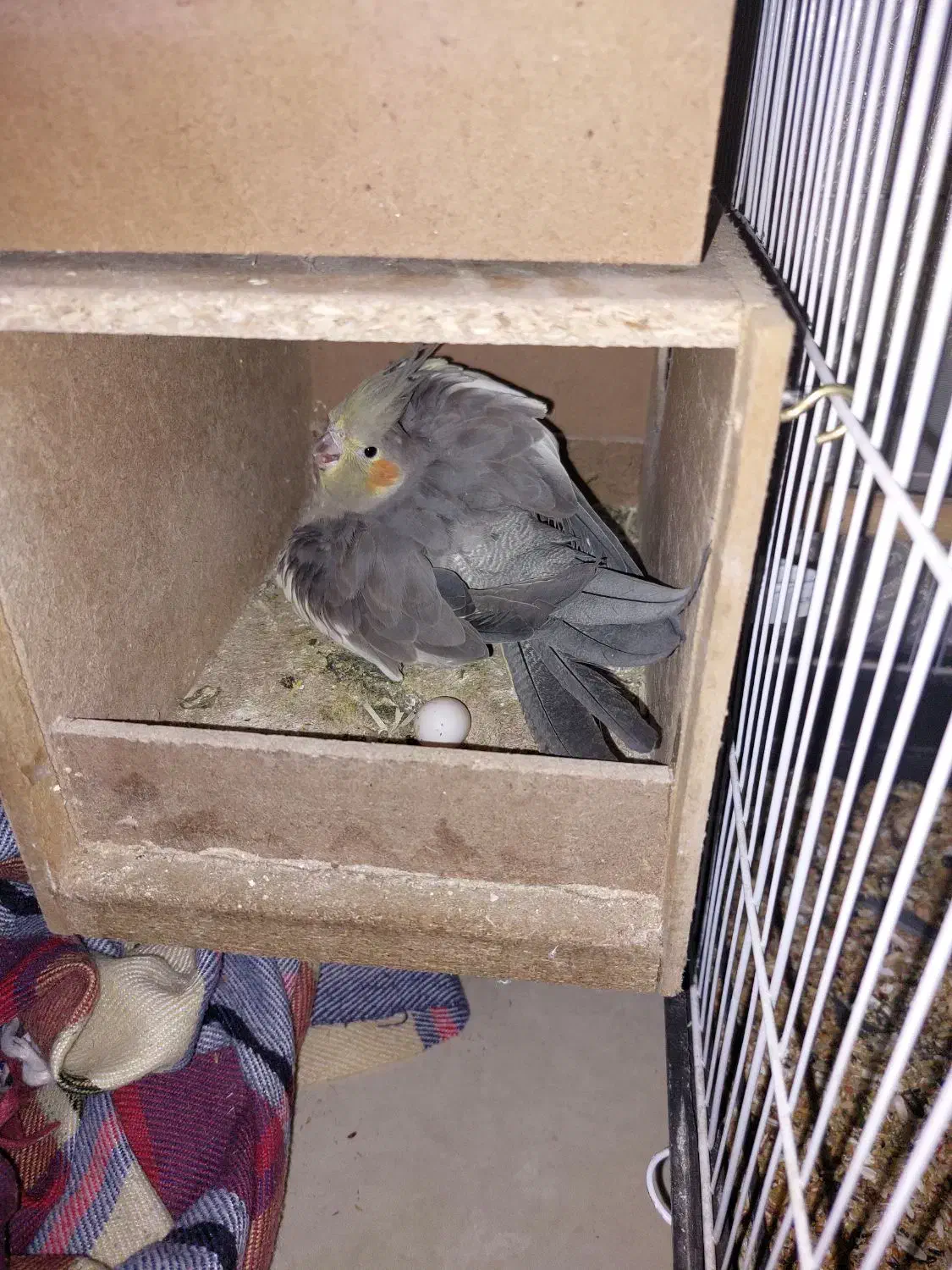 جفت عروس با۴ تخم معاوضه با ماهی اکواریومی گوشتخوار|پرنده|اصفهان, مسجد مصلی|دیوار