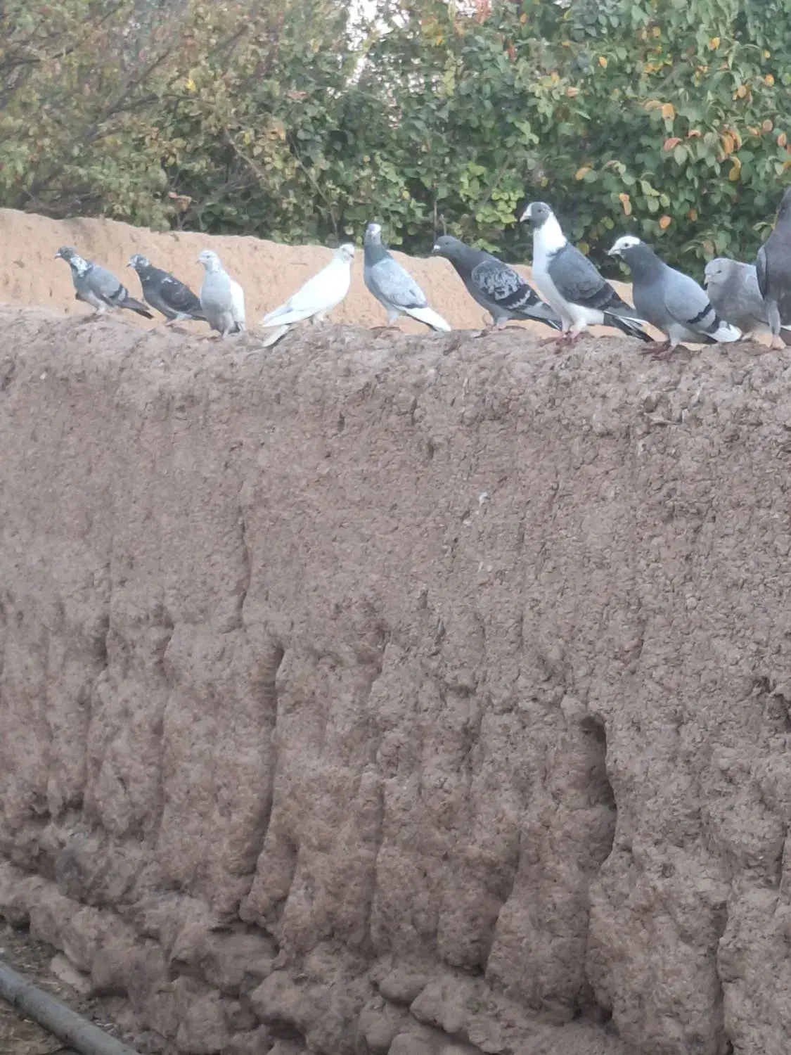 کبوتر افغان|پرنده|میانه, |دیوار