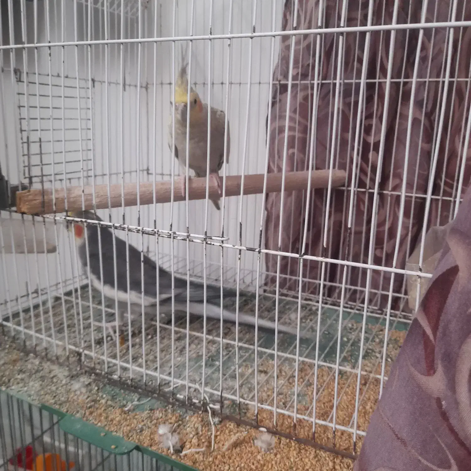 عروس هلندی|پرنده|منجیل, |دیوار