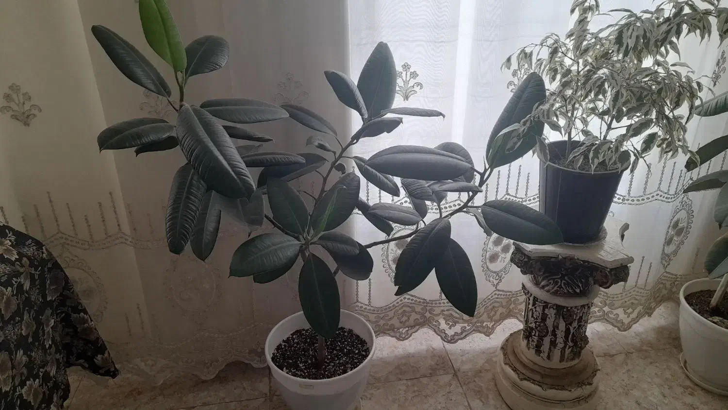 گل فیکوس|گل و گیاه طبیعی|گلبهار, نوبهار|دیوار