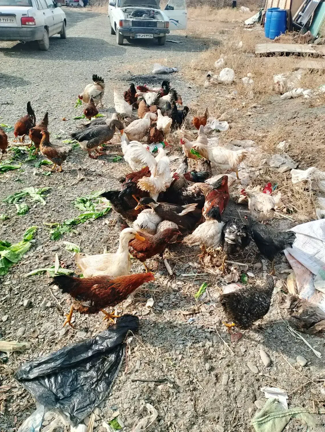 خروس جوان|حیوانات مزرعه|مشهد, فرخد|دیوار