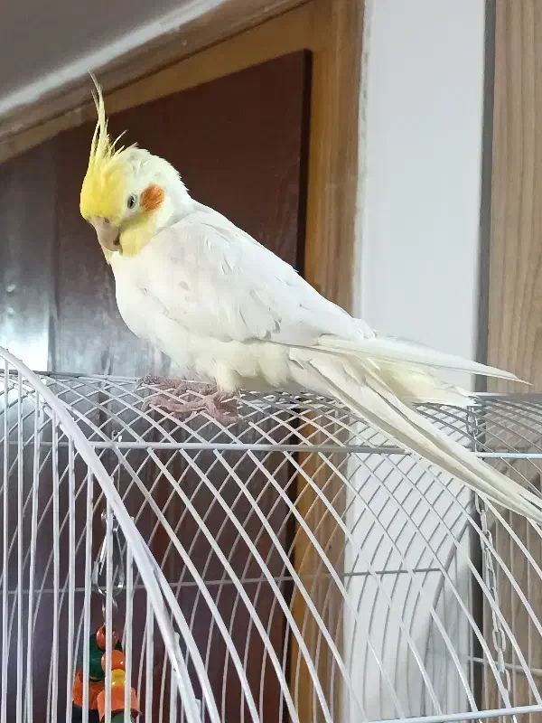 عروس هلندی نر دستی سر حال و شیطون|پرنده|همدان, |دیوار