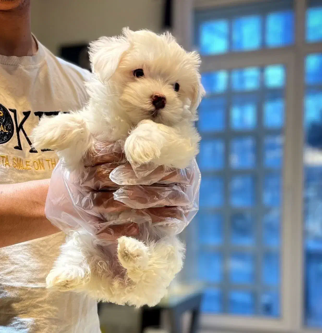 سگ مالتیز عروسکی خالص|سگ|تهران, درکه|دیوار