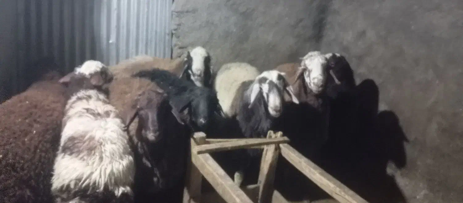 بره نر|حیوانات مزرعه|طرقبه, |دیوار