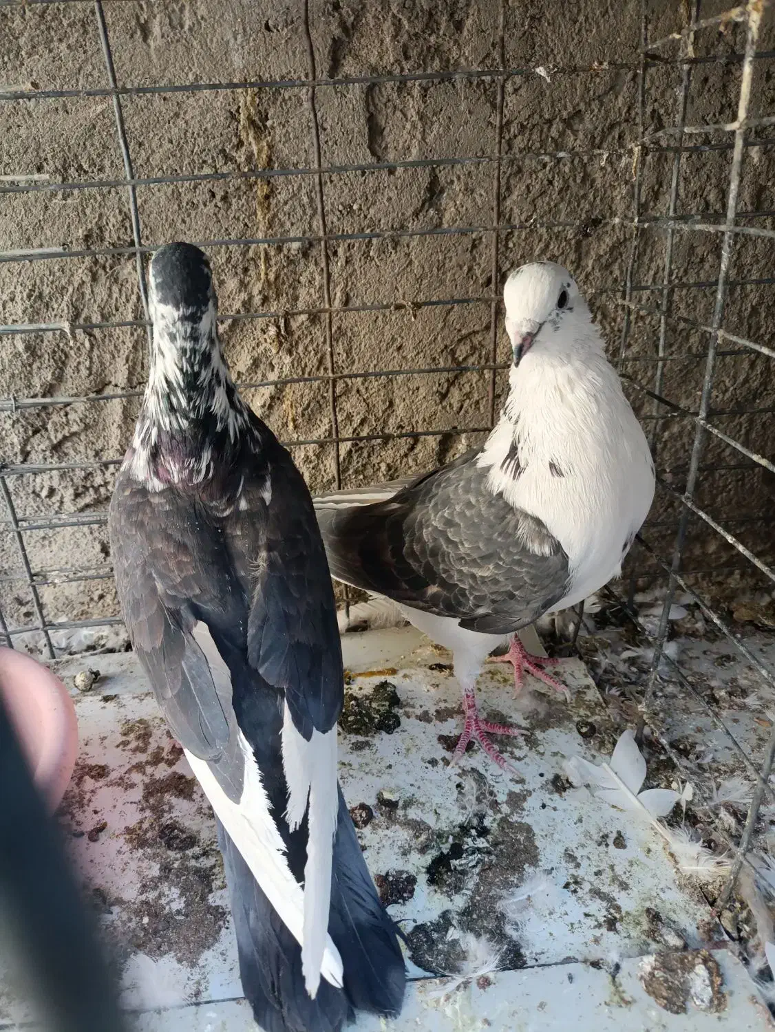 کبوتر|پرنده|سیرجان, |دیوار