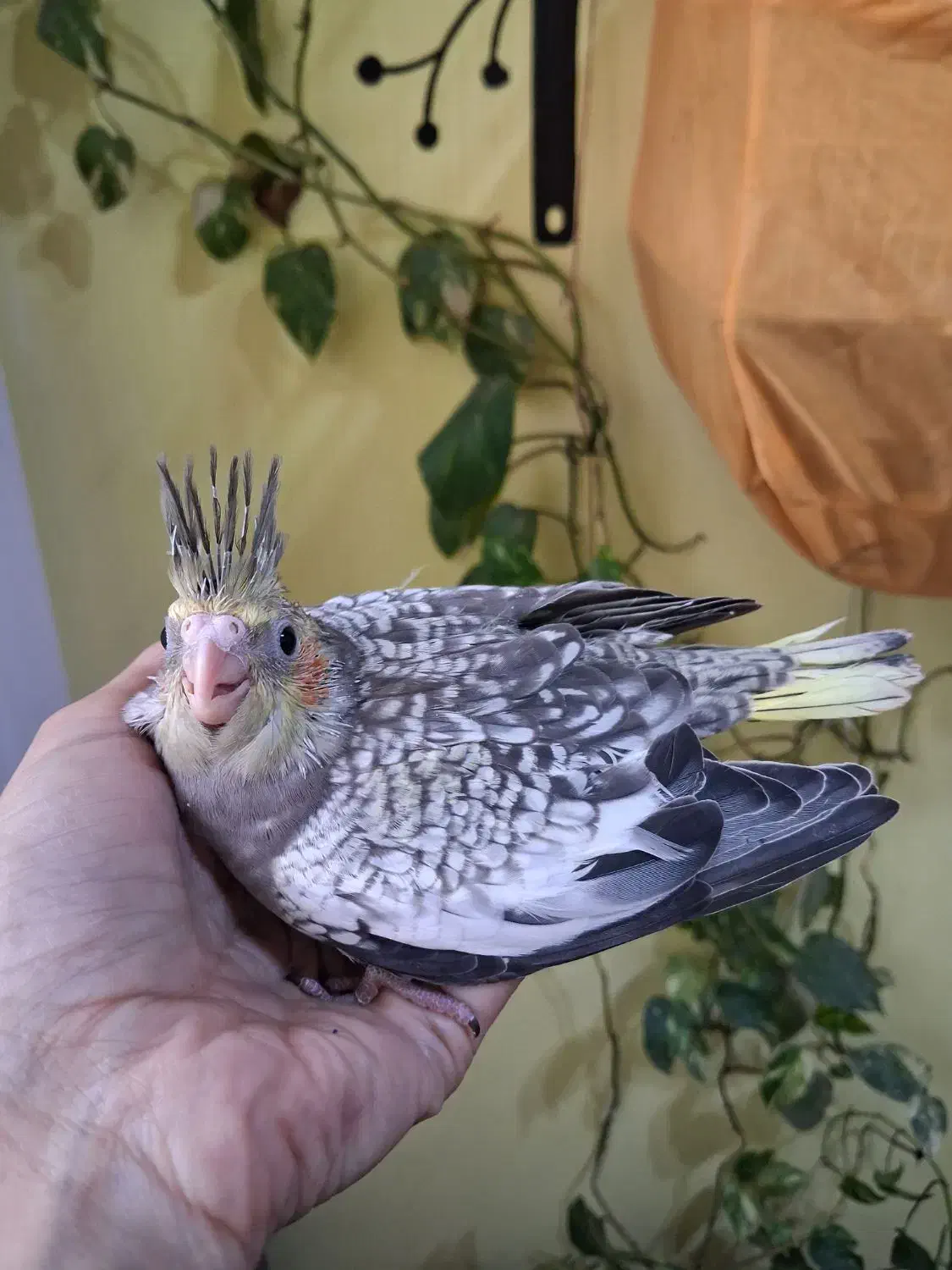 فروش عروس هلندی|پرنده|بندر انزلی, آخرخط|دیوار