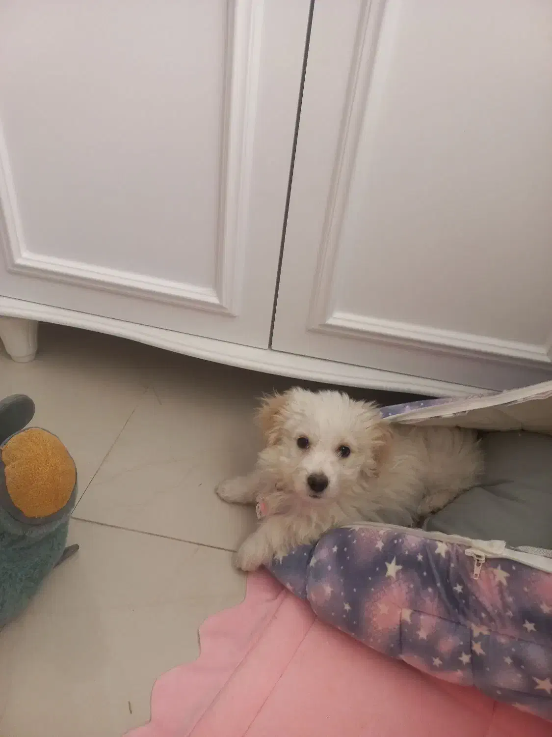 واگذاری توله|سگ|تهران, سجاد|دیوار