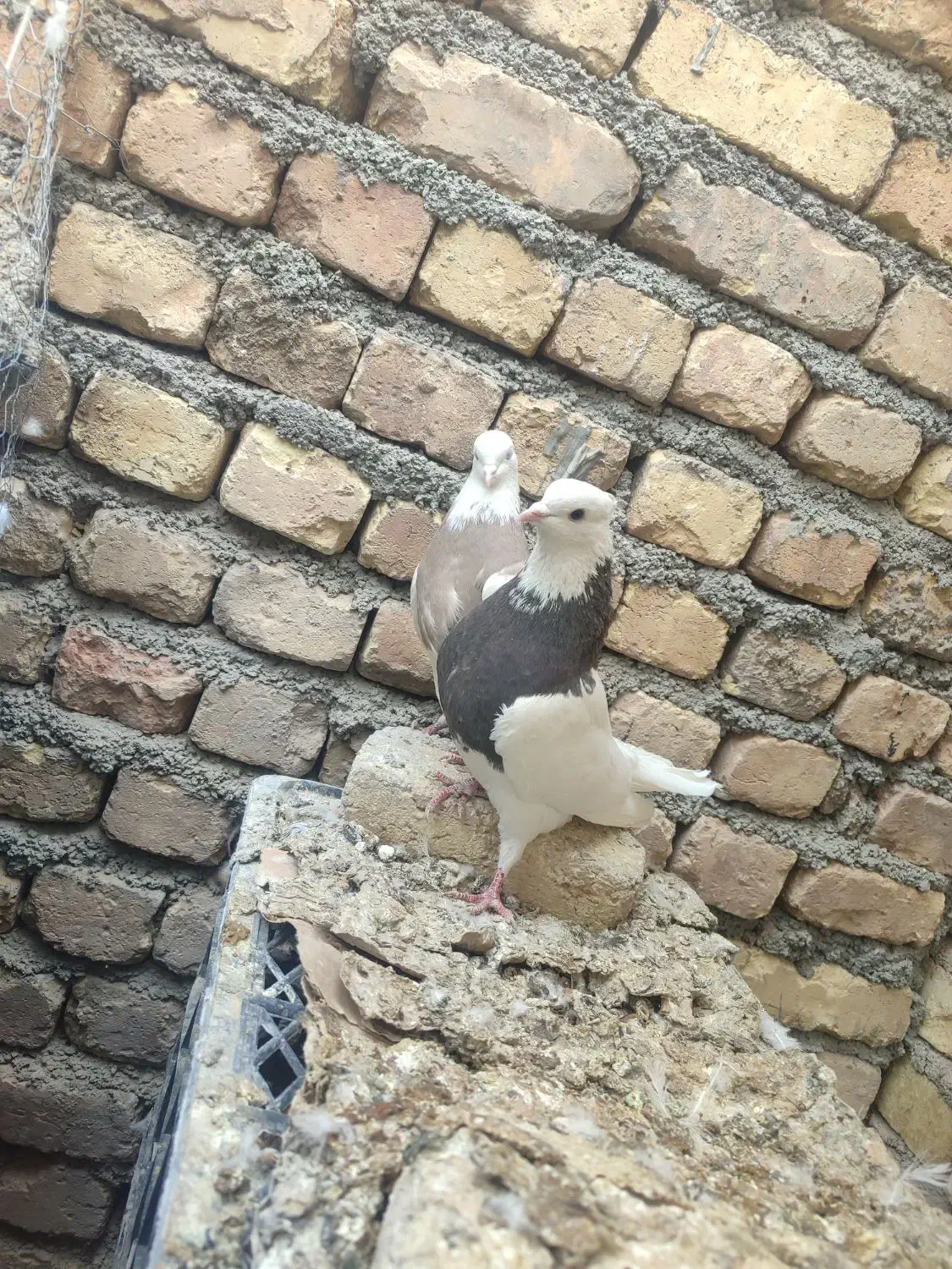 طوقی کله الماسی سینه ای سرخ کله ا عروس هلندی سخنگو|پرنده|مبارکه, |دیوار