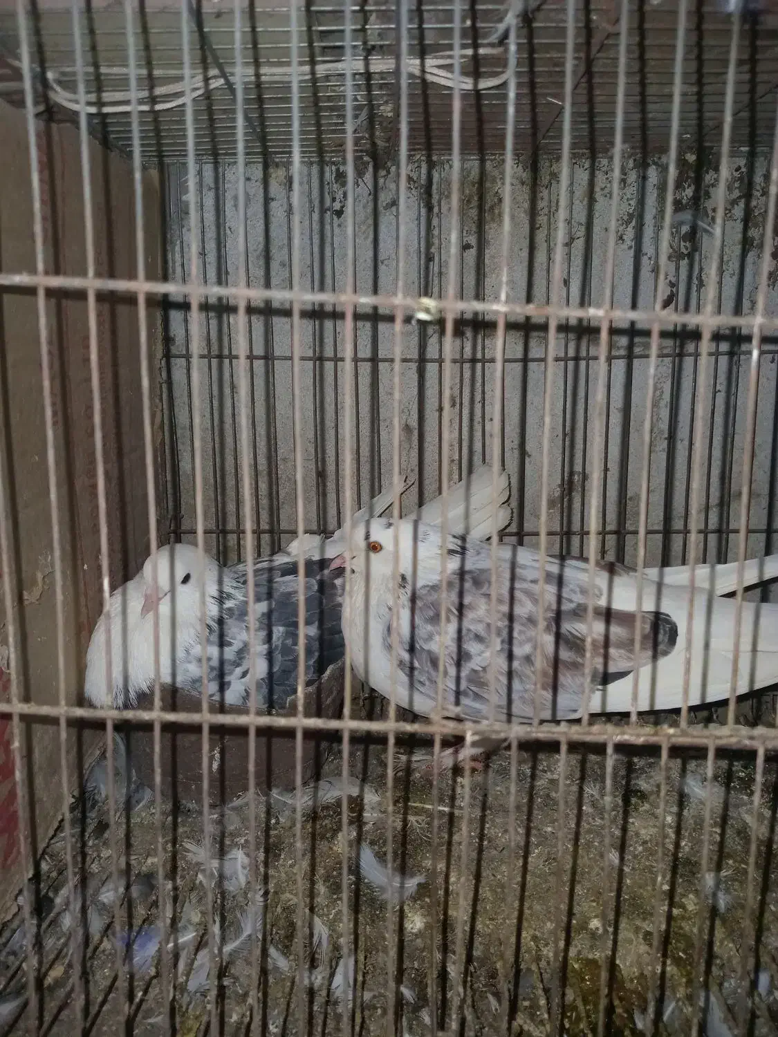 کبوتر پرشی جفت ۵۰۰ تومان ،معاوضه با مرغ عشق|پرنده|آمل, |دیوار