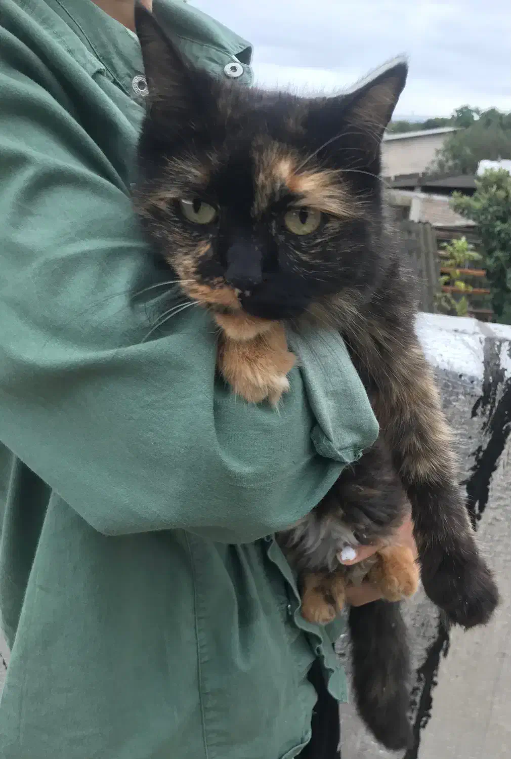 گربه بیریتیش ماده|گربه|ارطه, |دیوار