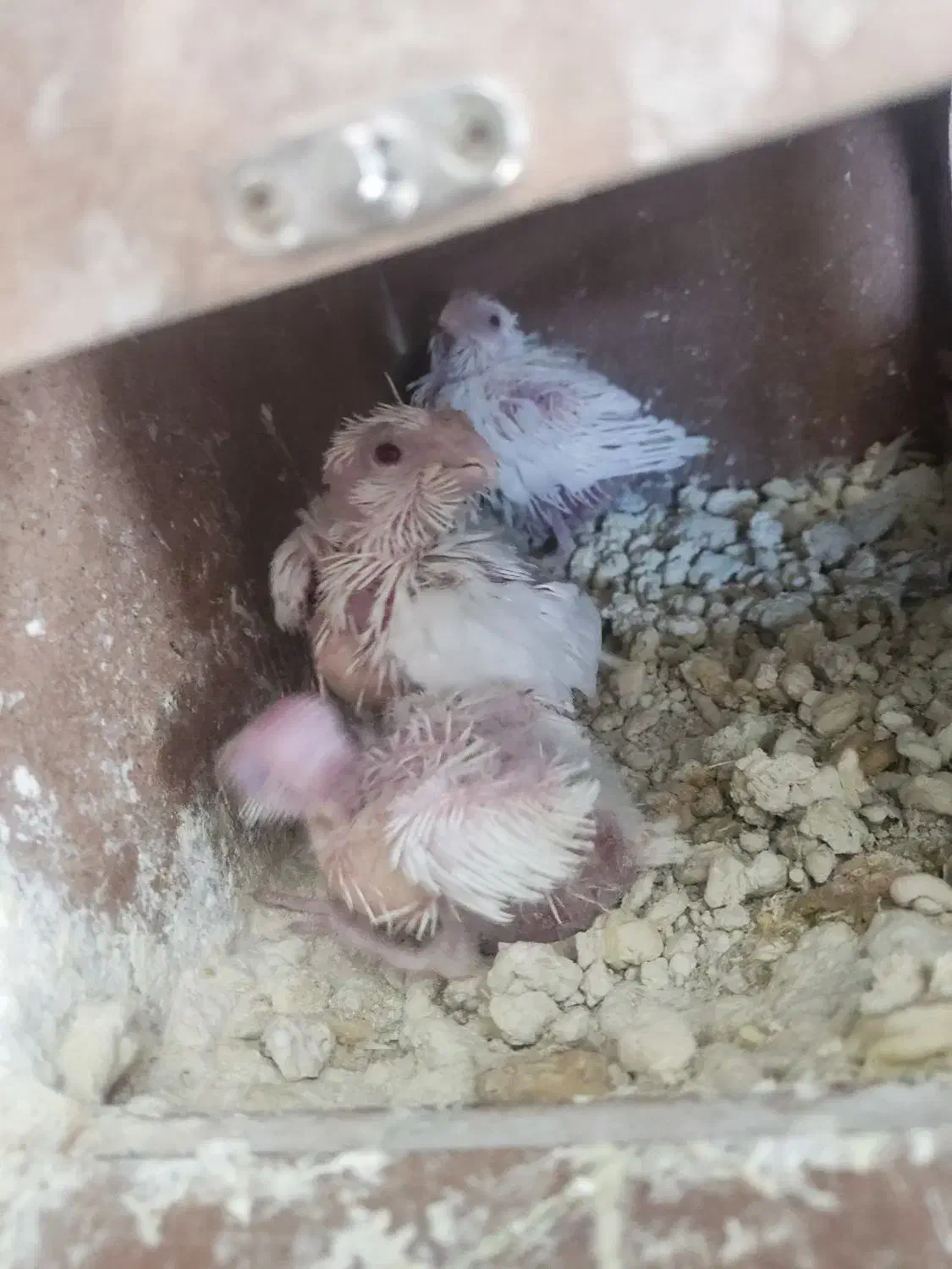 جوجه عروس|پرنده|مشهد, سیسآباد|دیوار