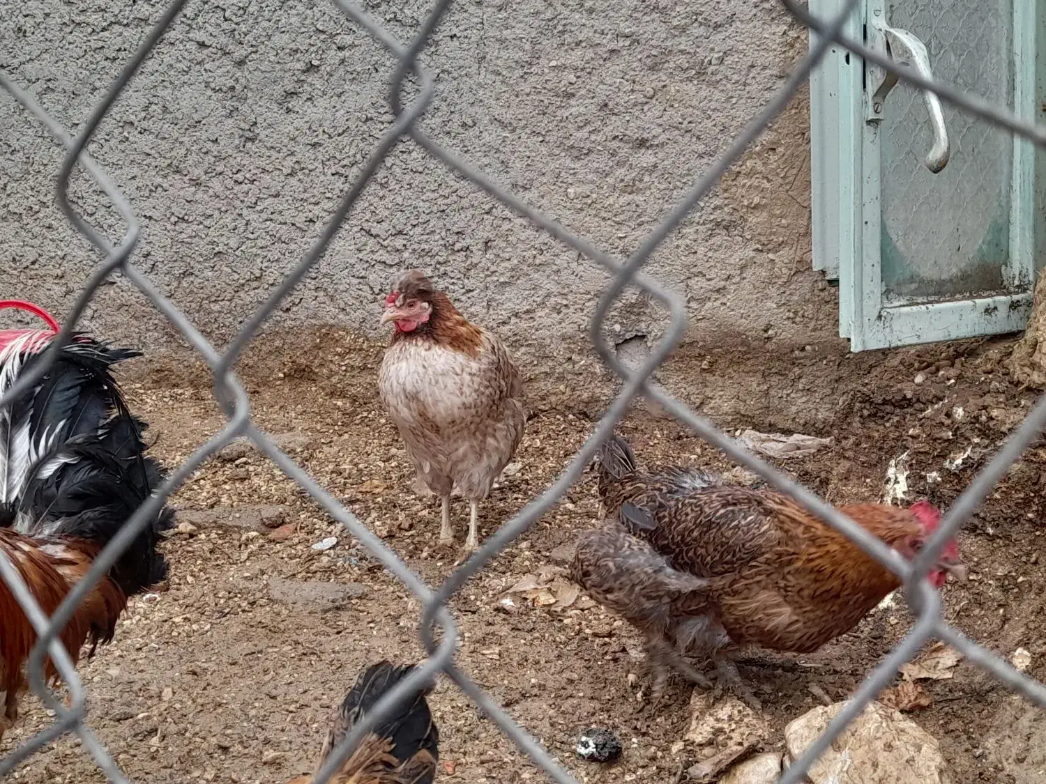 ۱۰عدد مرغ قیمت۵۰۰|حیوانات مزرعه|ششده و قره بلاغ, |دیوار