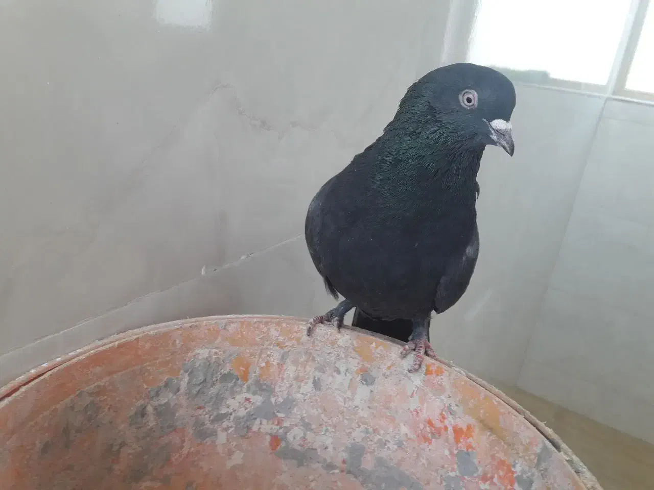 نر اصفهانی سیاه|پرنده|اصفهان, ارداجی|دیوار