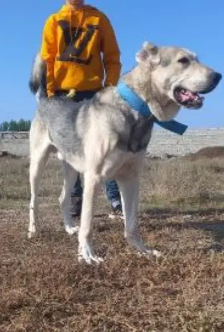 واگذاری سگ ۱۵ماهه پژدر نسل آبی سقز|سگ|اردبیل, |دیوار