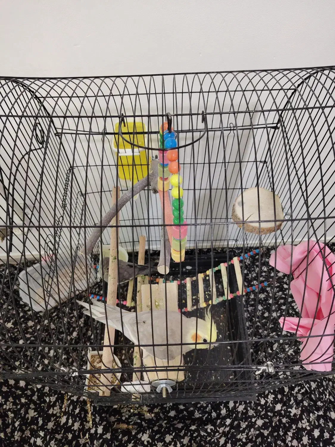 یک جفت عروس هلندی زیبا|پرنده|سنقر, |دیوار