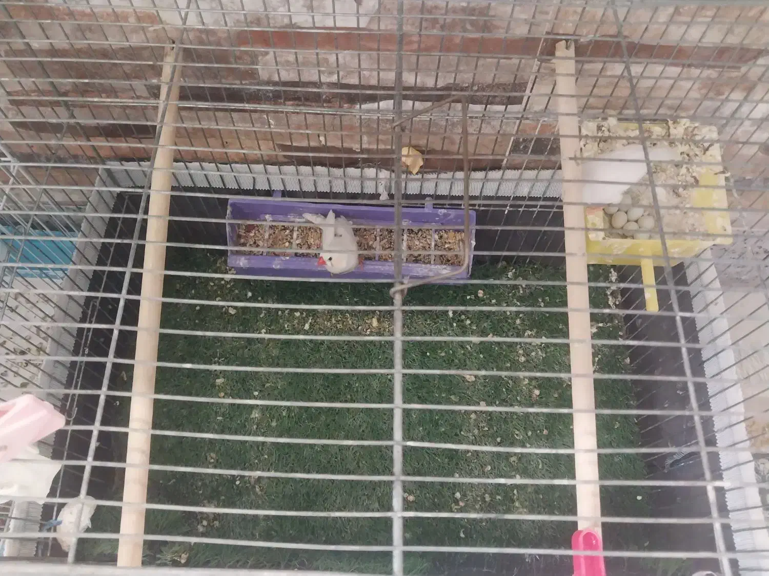 فنچ زبرا مولد|پرنده|خمینی‌شهر, |دیوار