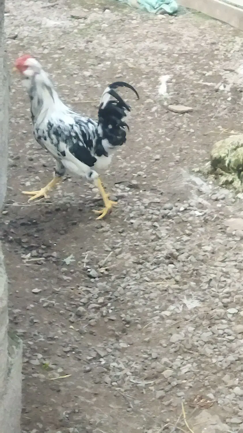 سه تا خروس گلین لری بالغ|حیوانات مزرعه|رضوانشهر, |دیوار