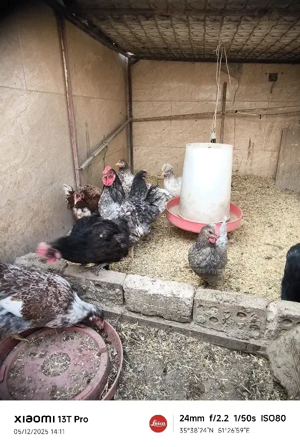 تخم نطفه دار نژاد میکس ویاندوت ایسبار|حیوانات مزرعه|تهران, کیانشهر|دیوار