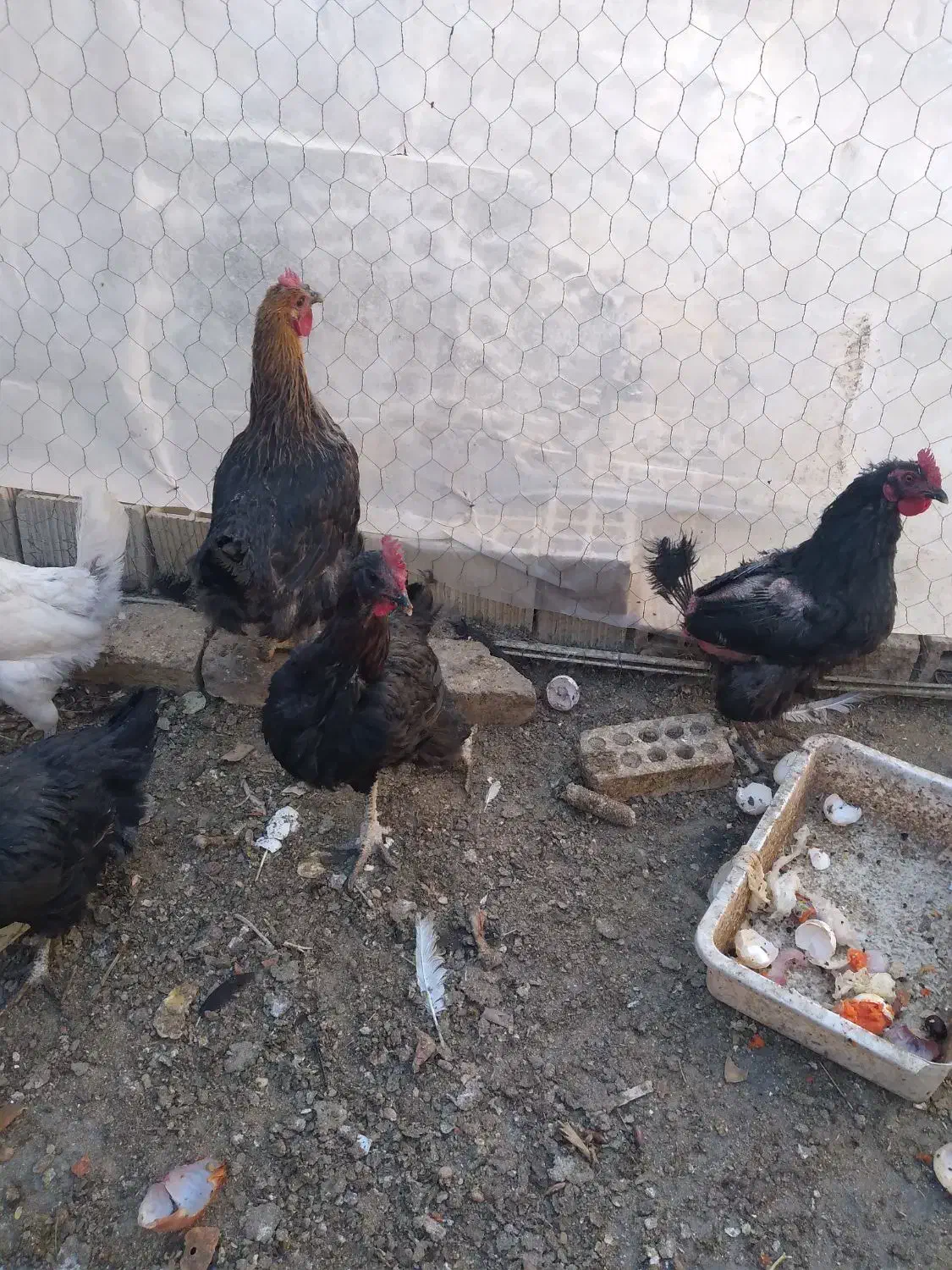 مرغ|حیوانات مزرعه|مبارکه, |دیوار