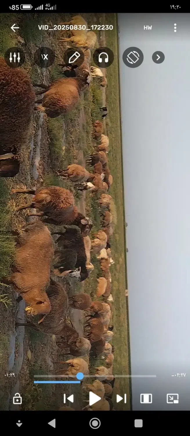 برقوچی|حیوانات مزرعه|باخزر, |دیوار