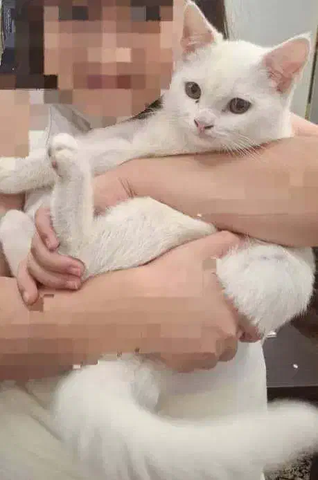 واگذاری گربه خانگی با وسایل 2 تومن|گربه|گرگان, |دیوار