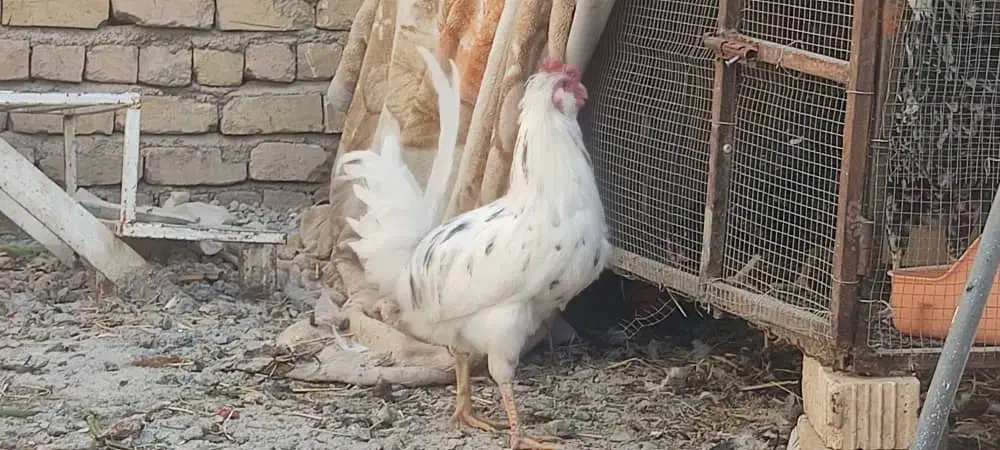 خروس گلین|حیوانات مزرعه|شیراز, زرهی|دیوار