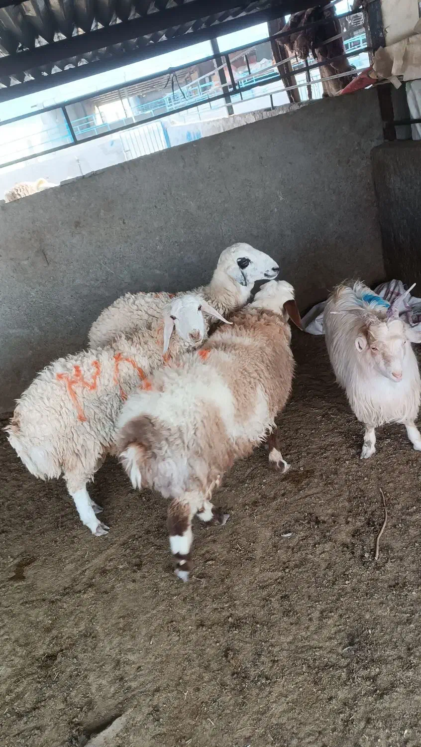 بر نر کیلو 340 بزغاله نر 310|حیوانات مزرعه|بیرجند, |دیوار