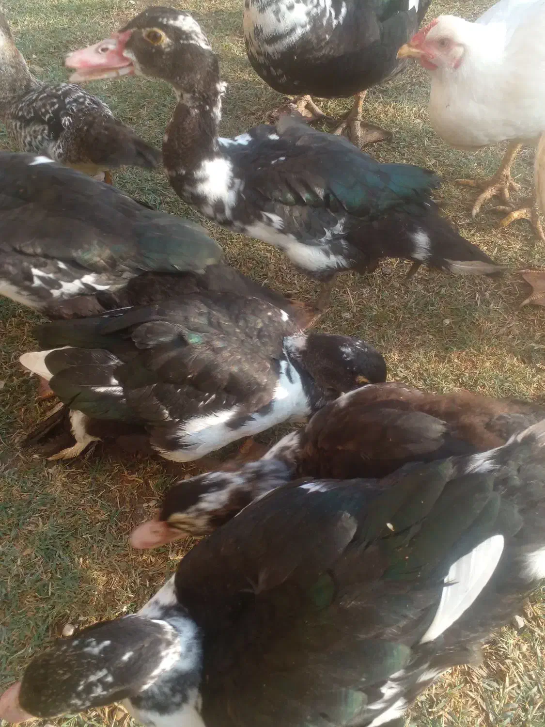 اردک اسراییلی|حیوانات مزرعه|گنبد کاووس, |دیوار