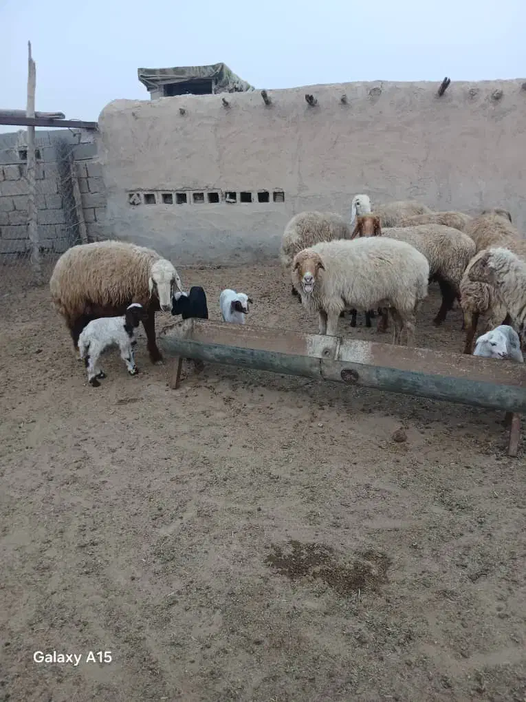 چند عدد گوسفند زاییده داشتی|حیوانات مزرعه|هندیجان, |دیوار