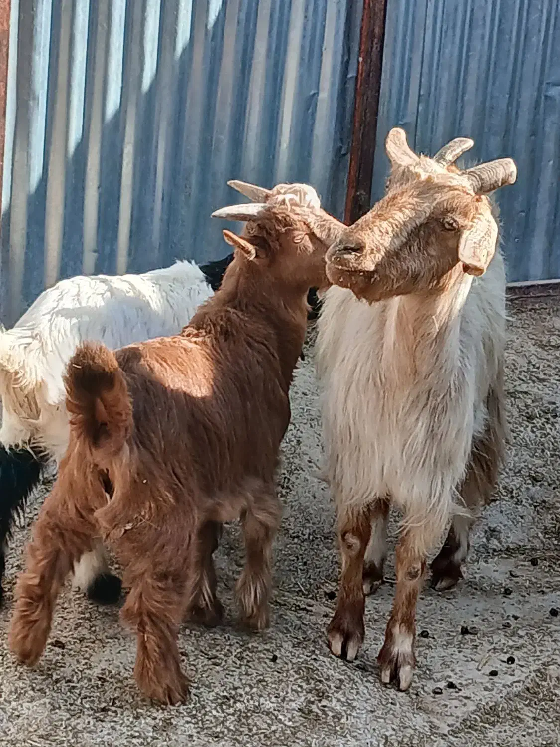 بز کهره دار داشتی|حیوانات مزرعه|مرودشت, مختارآباد|دیوار