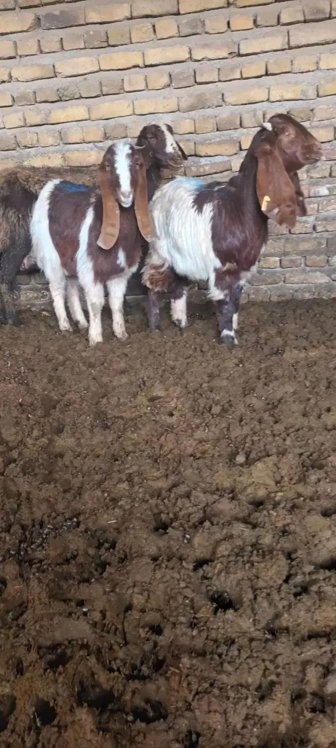 میش بز|حیوانات مزرعه|تربت‌حیدریه, کوی شهید احمدزاده ملکی|دیوار