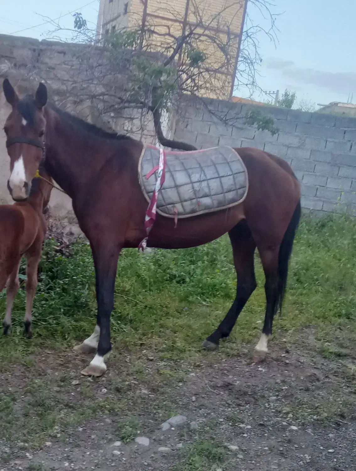 اسب مادیان|اسب و تجهیزات اسب‌سواری|مشگین شهر, |دیوار