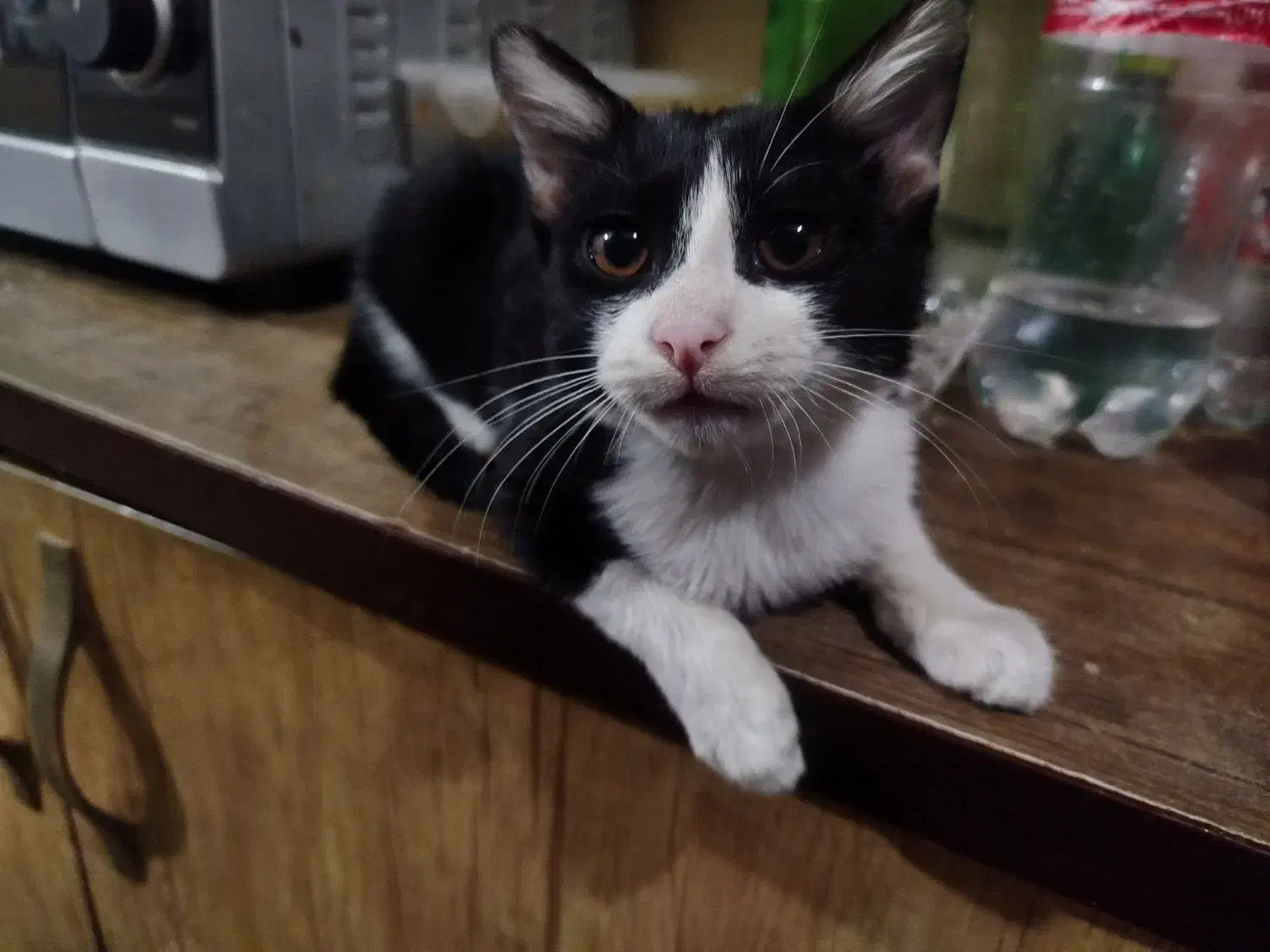 واگذاری گربه|گربه|قم, نخودی|دیوار