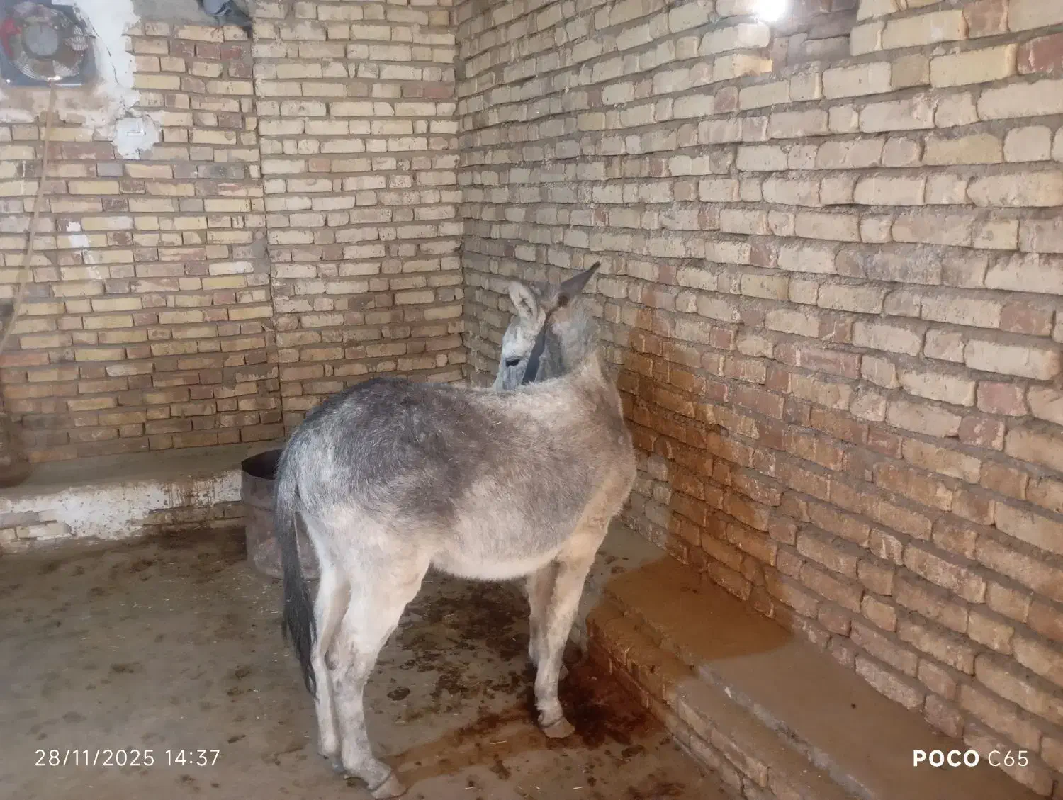 هنر خوب باری جوان|حیوانات مزرعه|کلیائی, |دیوار