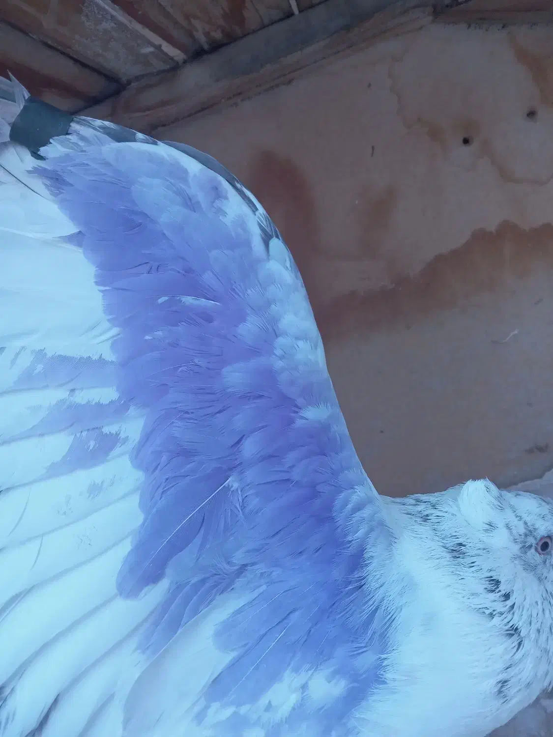 کفتر پرشی|پرنده|قم, ولیعصر|دیوار