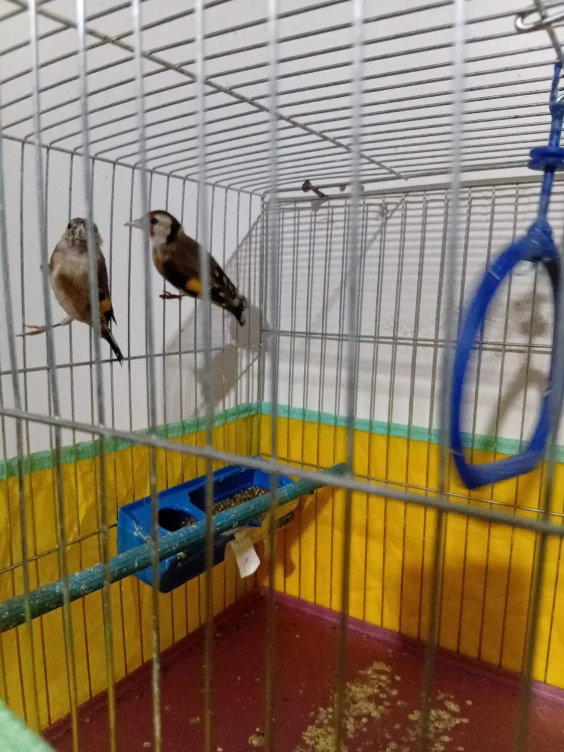 سره|پرنده|سراب, |دیوار