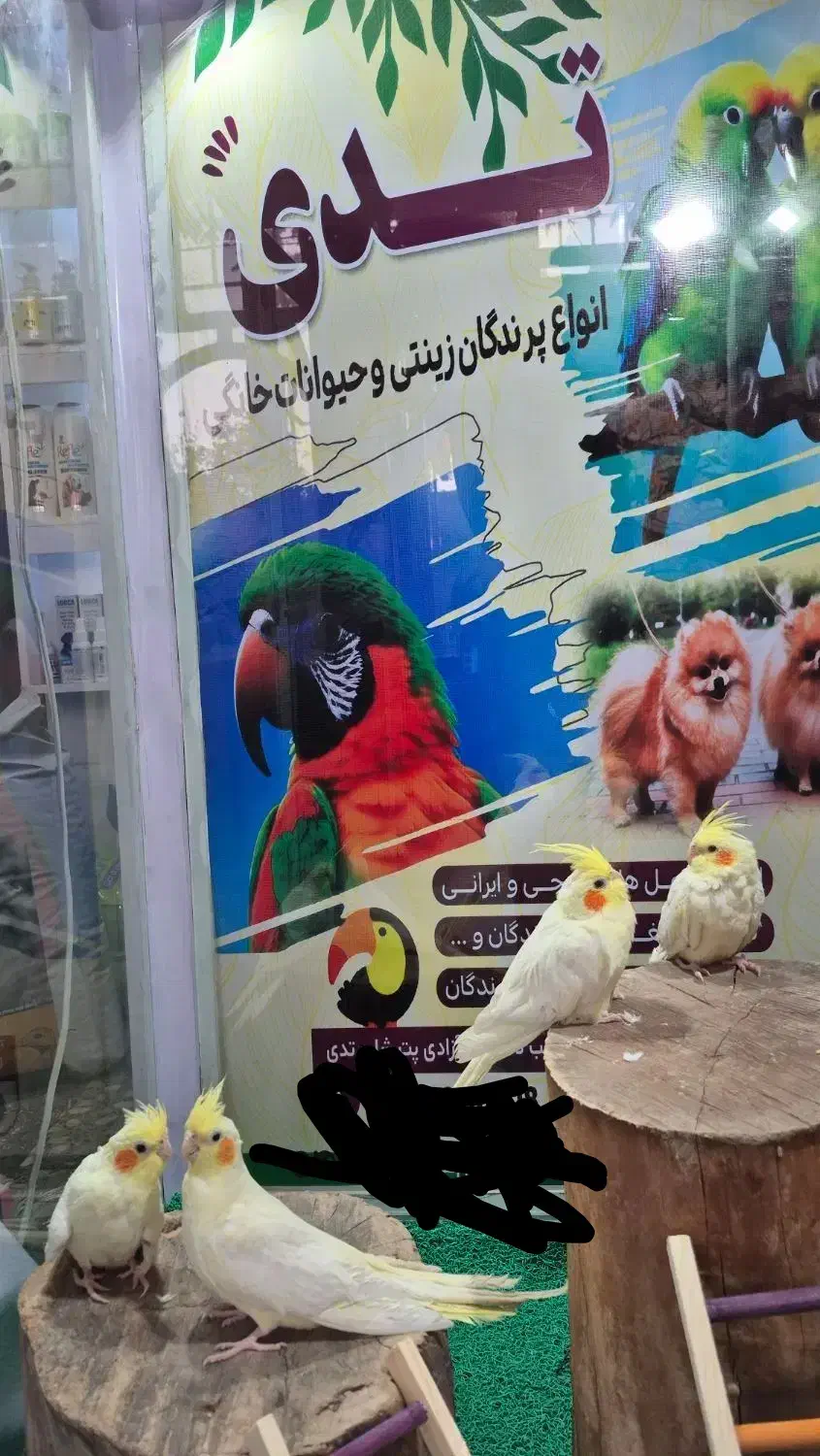 عروسی هلندی بالغ|پرنده|شاهین دژ, |دیوار