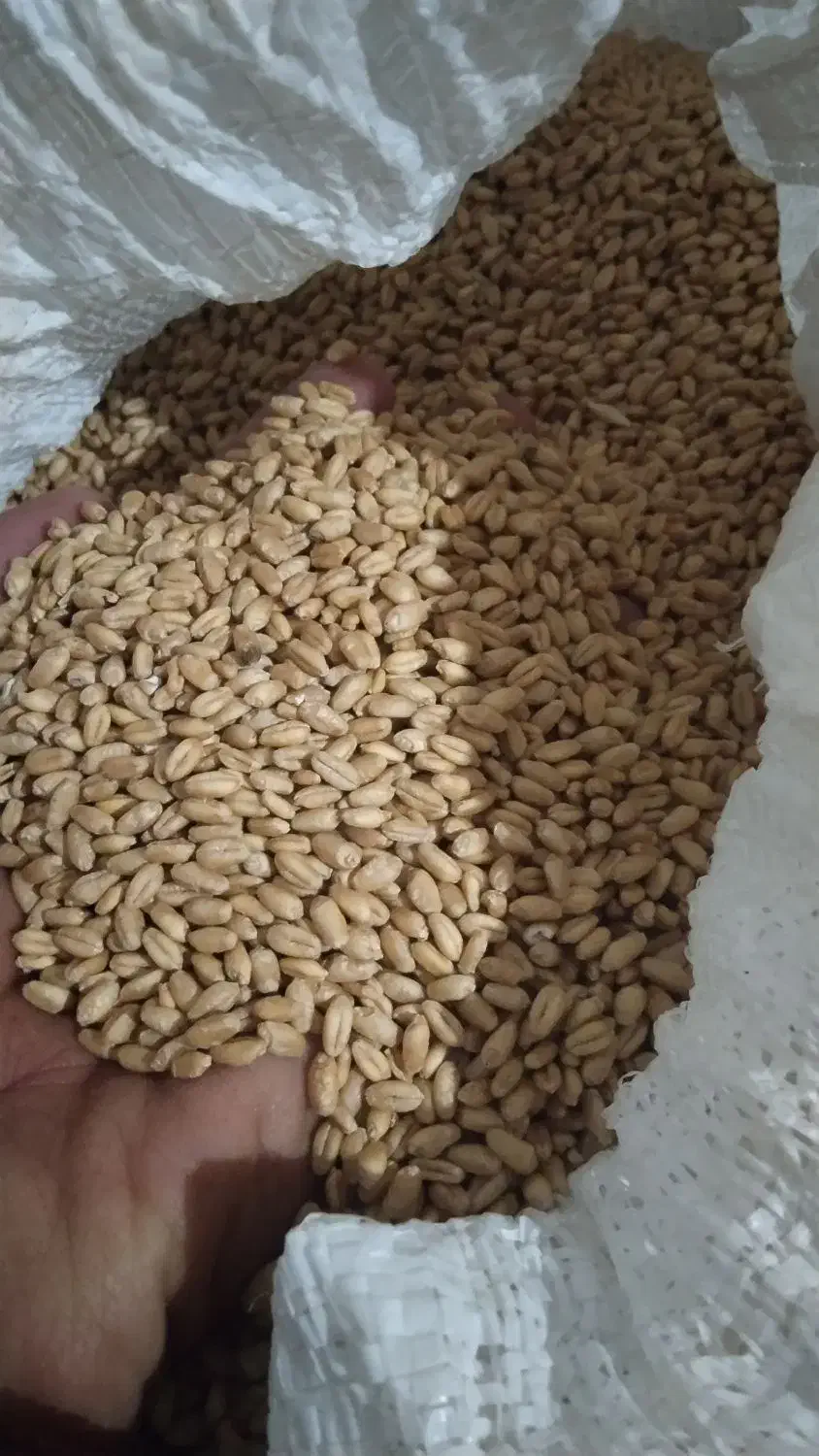 گندم آبی پیشگام|لوازم جانبی حیوانات|سیلاخور, |دیوار