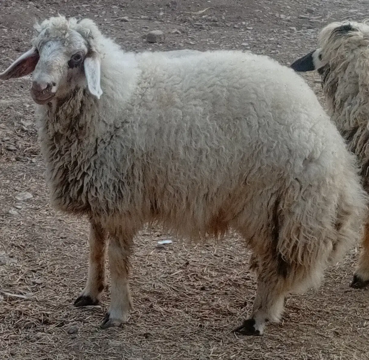 بره|حیوانات مزرعه|گهواره, |دیوار