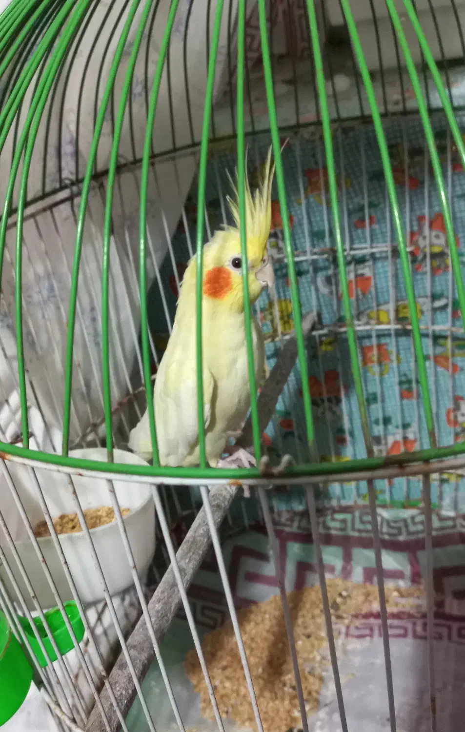 عروس هلندی نر|پرنده|تولم شهر, |دیوار