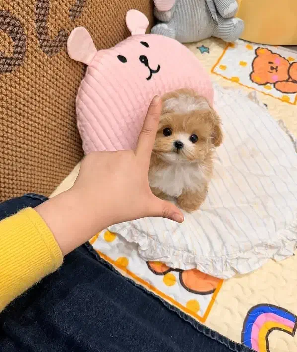 نیم وجبی|سگ|کرمان, |دیوار